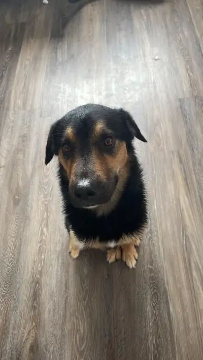foster home for my puppy please urgent , View more