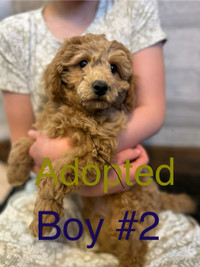 (All Adopted) Apricot Toy Poodles 
