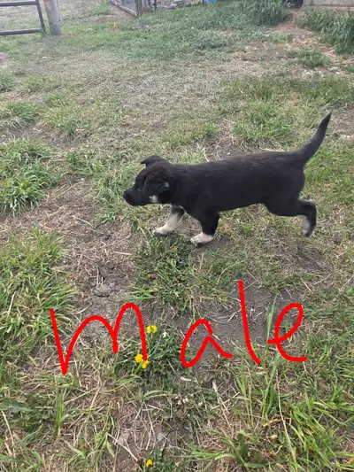 Lab cross border collie puppies for sale. No shots 8 weeks old. Need to go. Only male left. Make an...