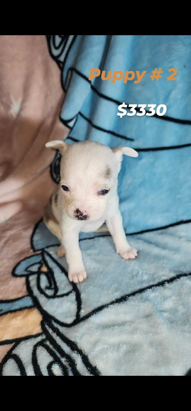 Adorable Merle Chihuahua Puppies ! 3 available  in Dogs & Puppies for Rehoming in Burnaby/New Westminster - Image 2