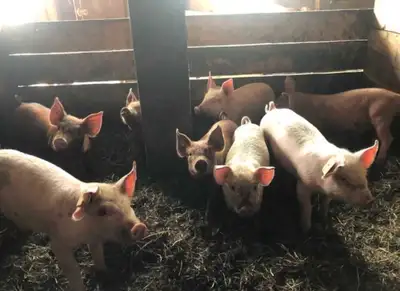 Piglets for sale, View more