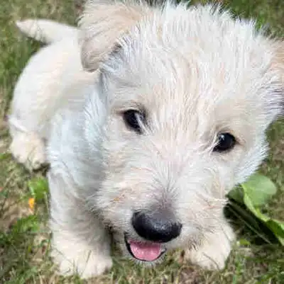 Scottish Terrier Puppies, View more