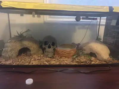 ! CORN SNAKE ! AQUARIUM INCLUDED , View more