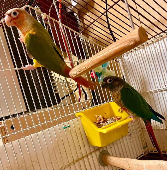 Prolific breeding pair in Birds for Rehoming in St. Albert - Image 2