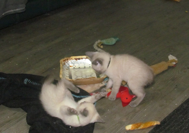 Blue Point Siamese Kittens in Cats & Kittens for Rehoming in Brantford - Image 4