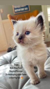Male Persian/Ragdoll Kitten