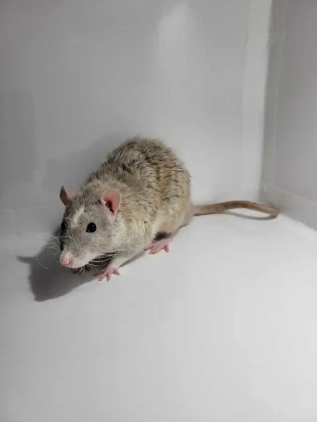 RED RATTERY ADOPTIONS in Small Animals for Rehoming in Delta/Surrey/Langley - Image 8