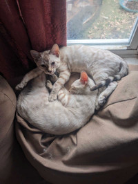 2 snow bengal kittens