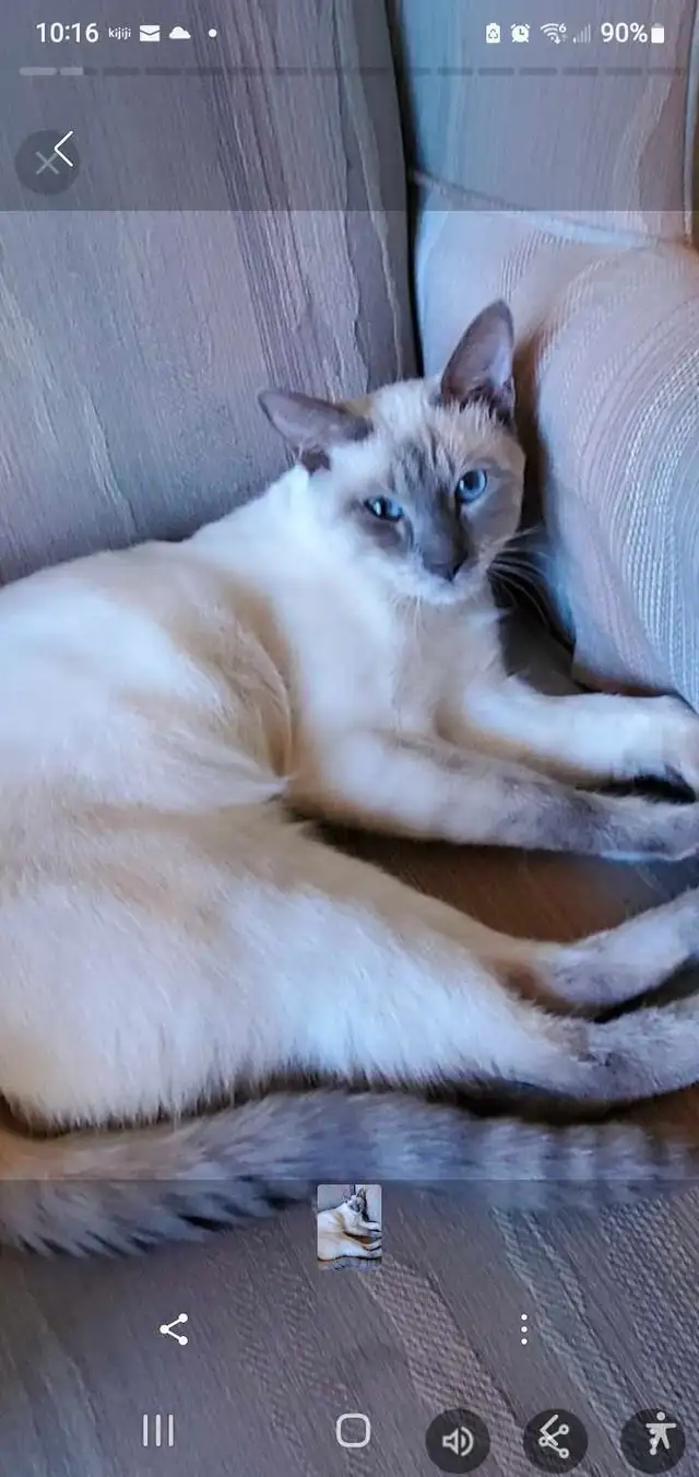 Siamese Kittens in Cats & Kittens for Rehoming in Oakville / Halton Region - Image 3