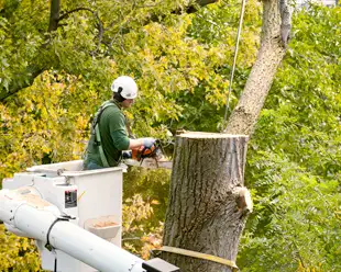 ABOVE ALL TREE SERVICES - CERTIFIED ARBORISTS ✅ (204) 898-2444 in Lawn, Tree Maintenance & Eavestrough in Winnipeg - Image 4