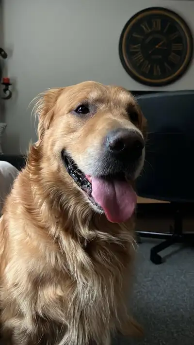 Very sweet, gentle, playful golden retriever needs a forever home. Primary owner is no longer fit to...