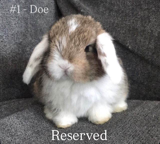 Purebred Holland Lops in Small Animals for Rehoming in Woodstock
