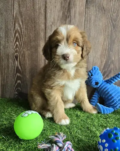 Mini Bernedoodle puppies, View more