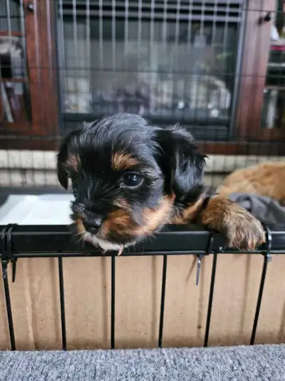 Yorkie   Cutie, View more