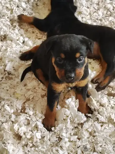 Chiots Rottweiler, View more