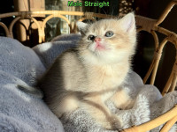 Purebred British Shorthair Kittens