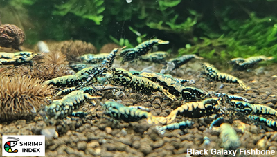 Aquarium Shrimp, View more