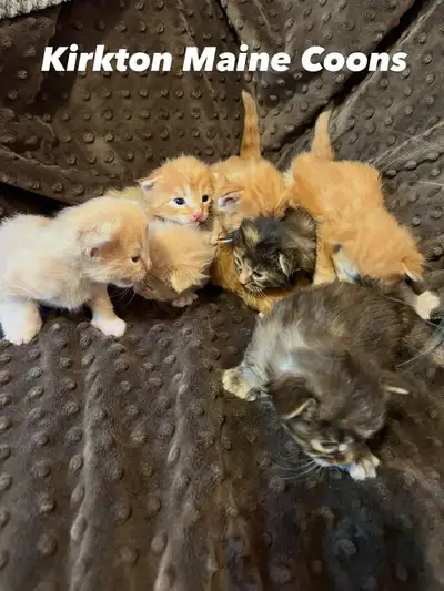  Maine Coon kittens for sale, View more