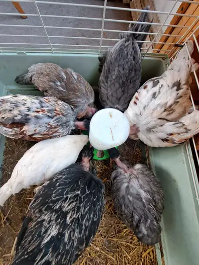 Naked neck chickens, View more