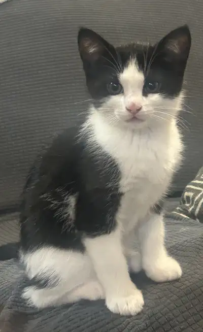 Ragdoll kittens, View more