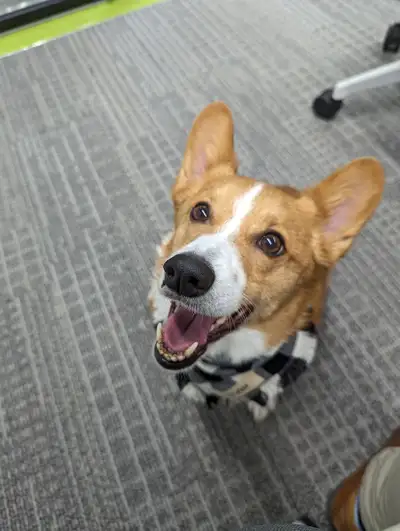 Pembroke Welsh Corgi Rehoming, View more