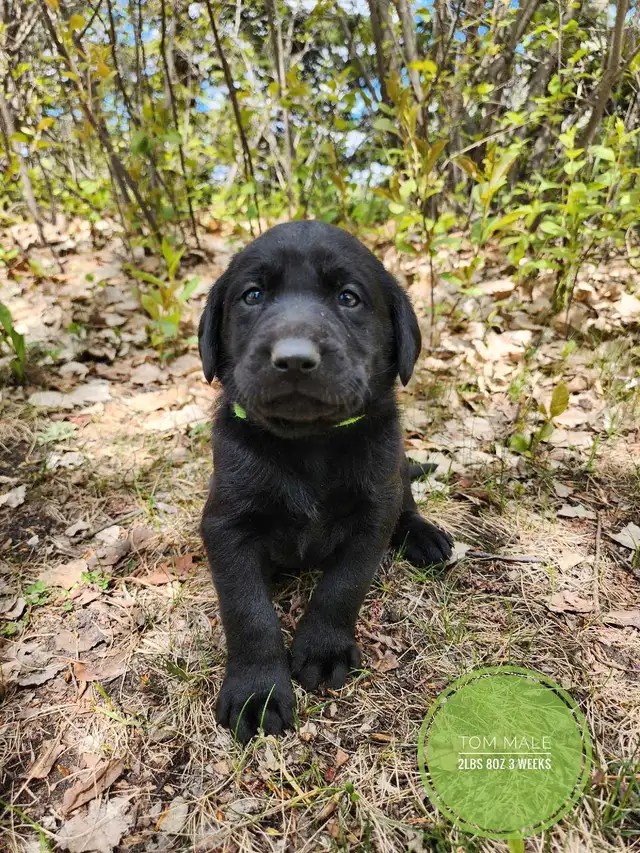 Labrador Retriever in Dogs & Puppies for Rehoming in Red Deer - Image 5