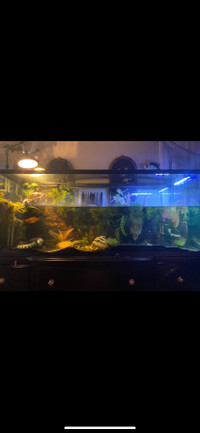 120 gallon tank and Stand