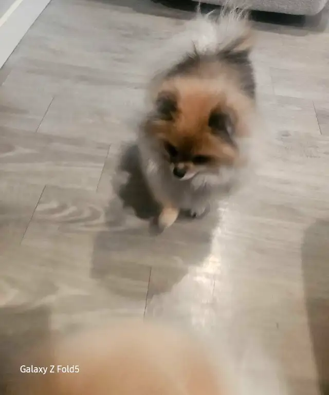 Female Purebred  Pomeranian in Dogs & Puppies for Rehoming in Edmonton - Image 3