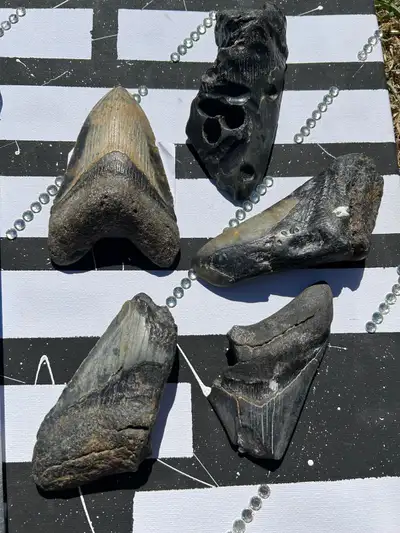 Prices start at $1 for a small fossil tooth and go up. Loads of $20 teeth. Megalodons, white shark,...
