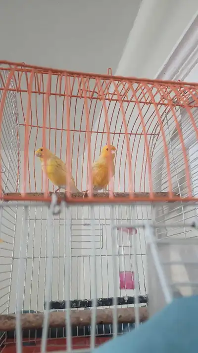 canarie pair , View more