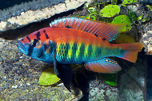 NEW SHIPMENT OF BEAUTIFUL AFRICAN CICHLIDS FOR SALE dans Poissons à adopter  à Muskoka - Image 4