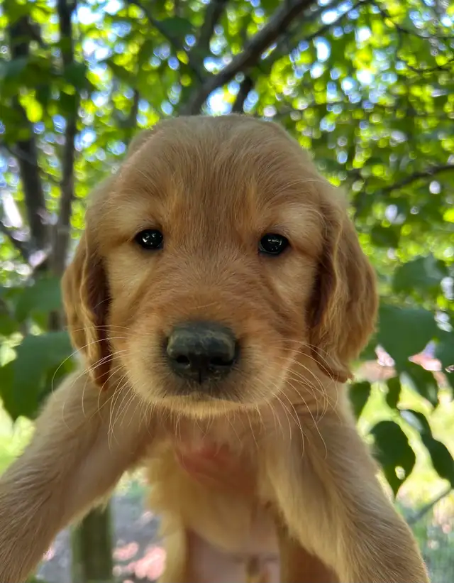 Golden Retrievers Ready for Home! in Dogs & Puppies for Rehoming in Oakville / Halton Region - Image 3