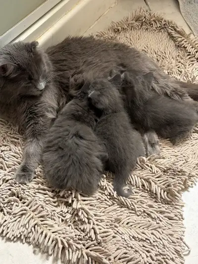 kittens for rehome, View more