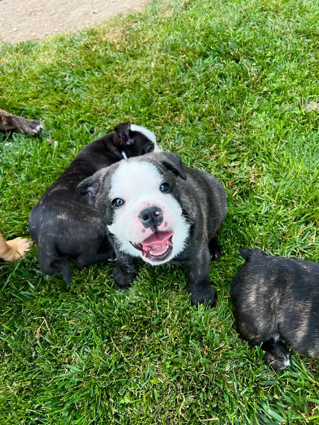 English Bulldog, Olde English Bulldogge mix in Dogs & Puppies for Rehoming in Norfolk County - Image 4