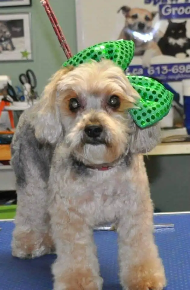 OTTAWA CAT GROOMING - CERTIFIED PROFESSIONAL GROOMER in Animal & Pet Services in Ottawa - Image 3