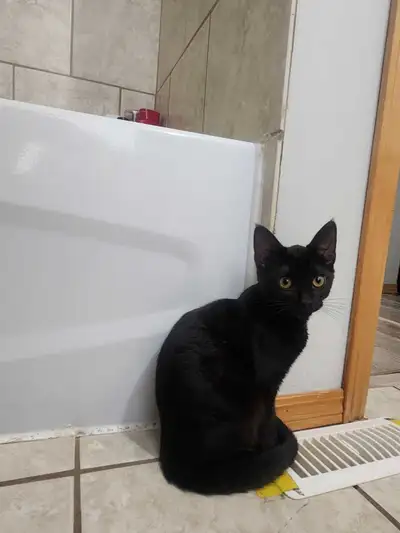 Kitten 2 1/2 month old, View more