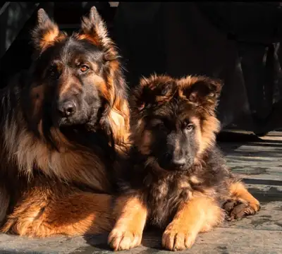 German shepherd puppies, View more