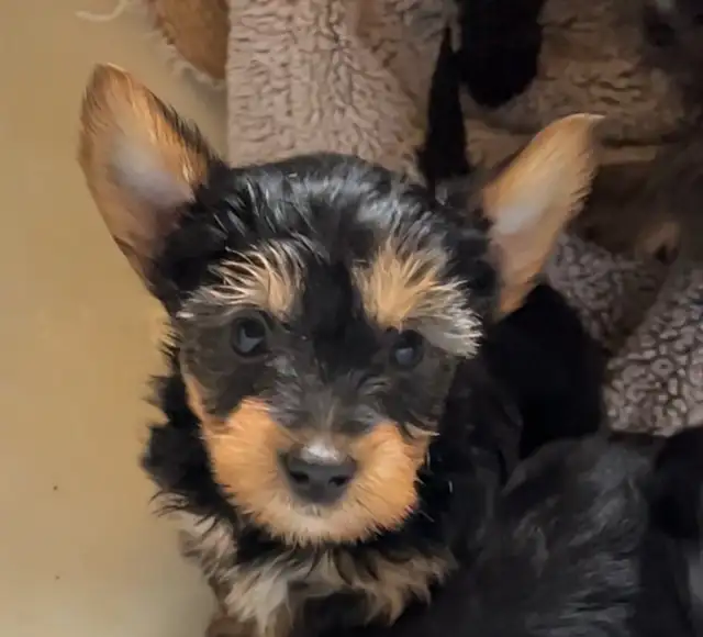 yorkie/scottie pups!  Ready now! in Dogs & Puppies for Rehoming in Edmonton - Image 2