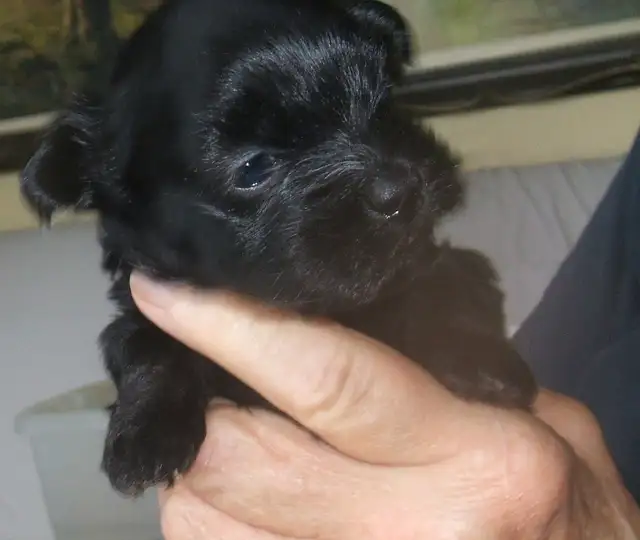 Purebred Havanese female. in Dogs & Puppies for Rehoming in Winnipeg - Image 2