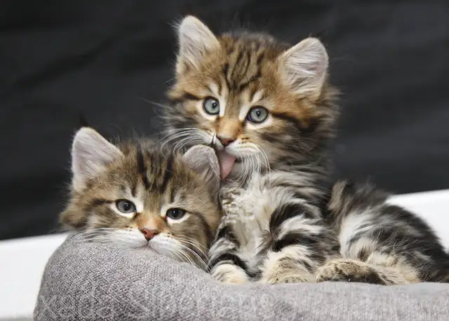 Siberian Kittens from TICA registered cattery