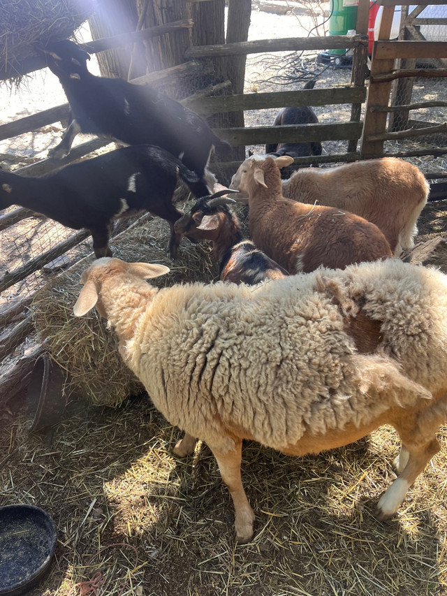 Katahdin pure breeds- self sheering in Livestock in Belleville - Image 4
