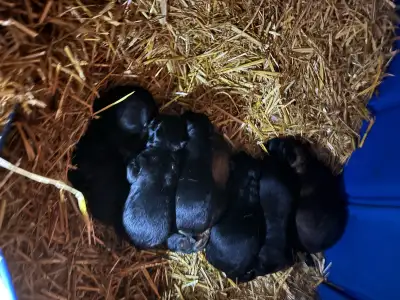 Gorgeous German Shepherd pups available for re-homing on March 30, 2026. Location is 30 min outside...