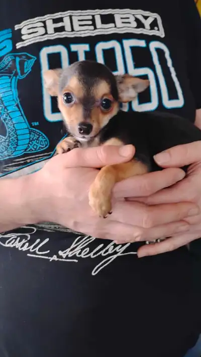1 male Chihuahua 800.00 each First shots 6 months old 3 male Terri/poos 1 short hair 2 poodle hair 9...