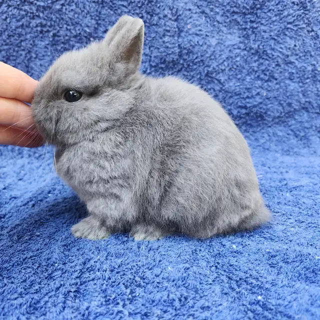 EXTRAORDINARY NETHERLAND DWARF BABY BUNNY RABBITS in Small Animals for Rehoming in City of Halifax - Image 8