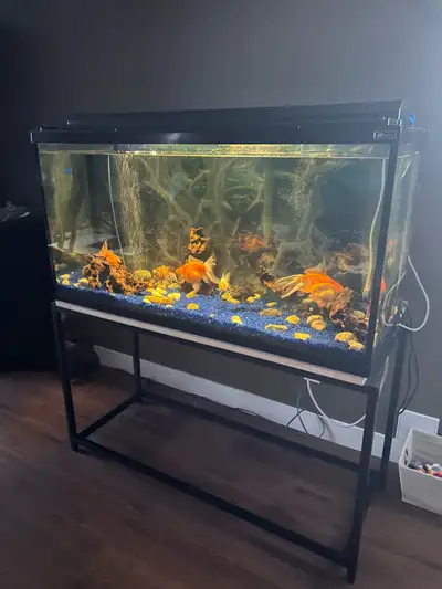 Aquarium, View more