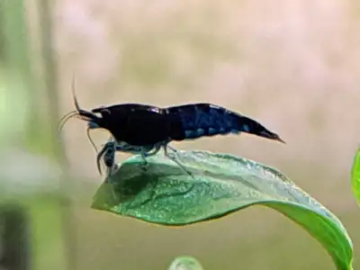 Blue Dream cherry shrimp, View more