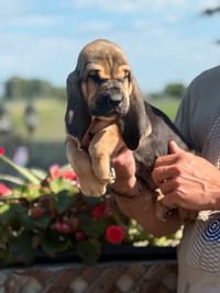 Purebred Bloodhound – CKC Reg, Champion OFA TEST READY TO GO Cornwall Ontario Preview