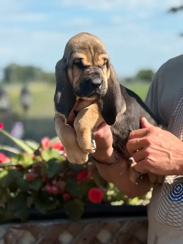 Purebred Bloodhound – CKC Reg, Champion OFA TEST READY TO GO in Dogs & Puppies for Rehoming in Cornwall - Image 2