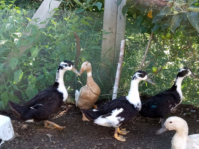 BYM Ducks - Various Ages in Livestock in Kingston