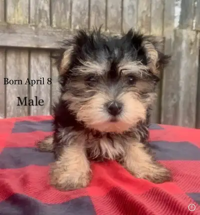 ❤️ Tiny Yorkie & Morkies Ready To Go, View more